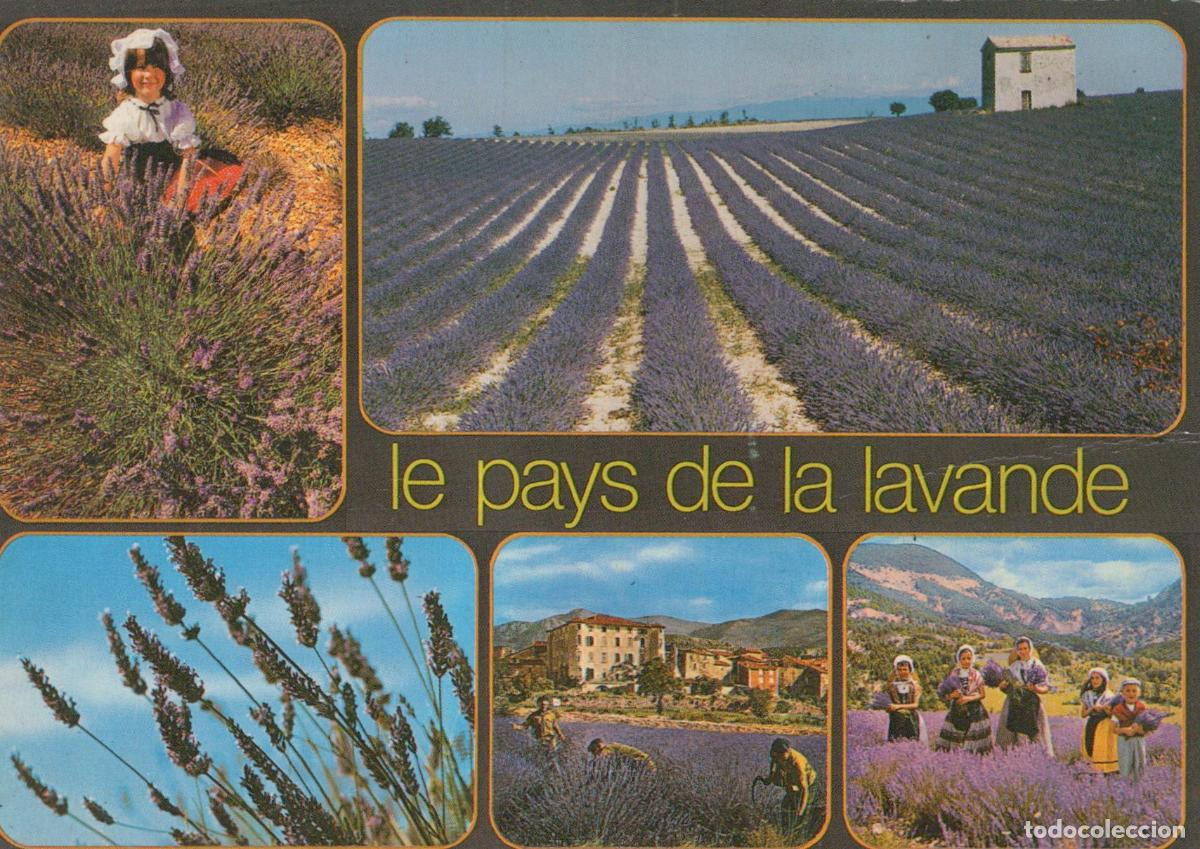 Postales: France Provence Champs de Lavande Sc&egrave;nes Rurales et Paysage *YAE879