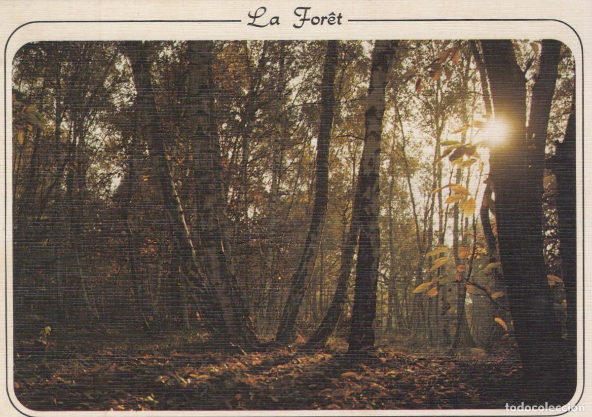 Cartes Postales: France For&ecirc;t D Automne Ensoleill&eacute;e Unposted *YAE914