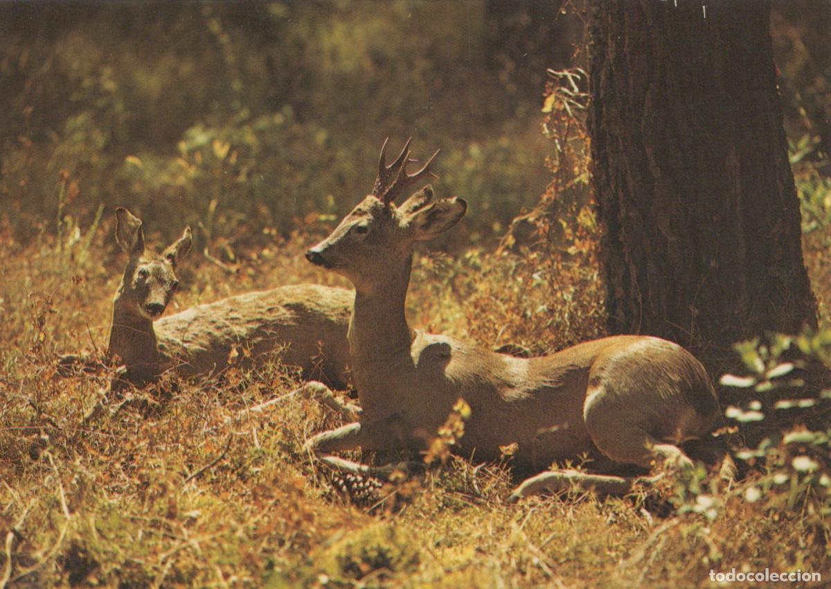 Cartes Postales: France Biscarrosse Faune For&ecirc;t Chevreuil Brocard Chevrette *YAE939