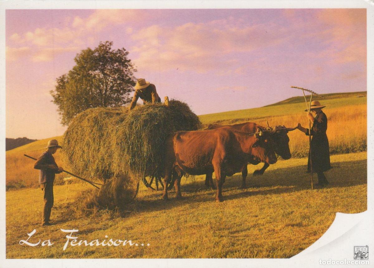 Postales: France Sandillon La Fenaison Travail Agricole B&oelig;ufs Unposted *YAE940