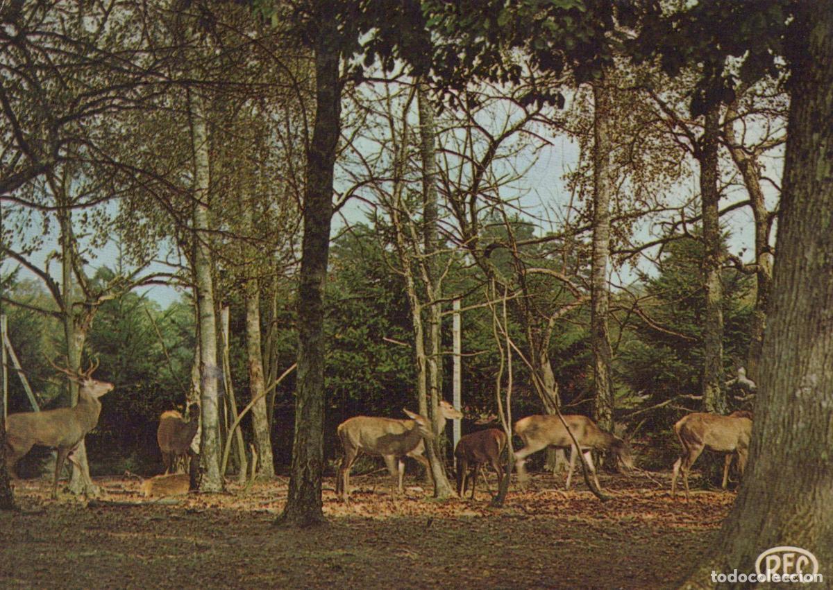 Postales: France Chateauroux Cerfs en For&ecirc;t Sc&egrave;ne Nature Affranchie *YAE950