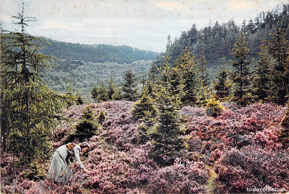 Postcards: Postal de las Tierras Altas de Escocia con flores de brezo