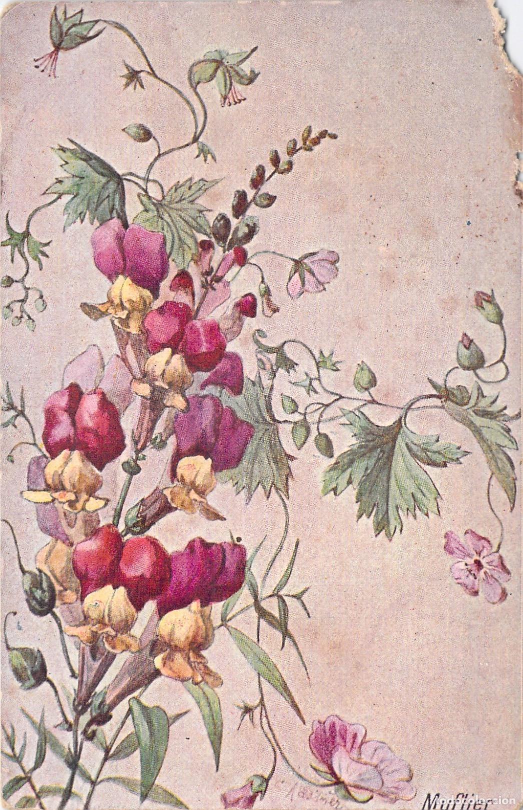 Postcards: Postal ilustrada de flores de Muflier