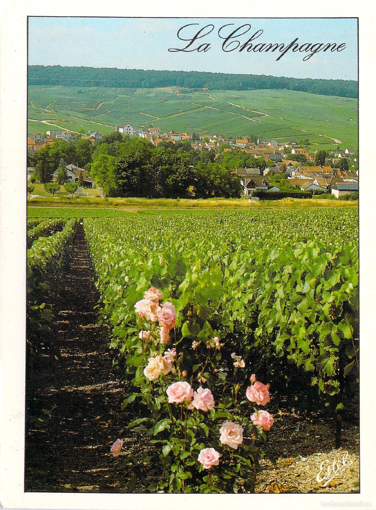 Postales: Postal de los vi&ntilde;edos de la regi&oacute;n de La Champagne en Francia