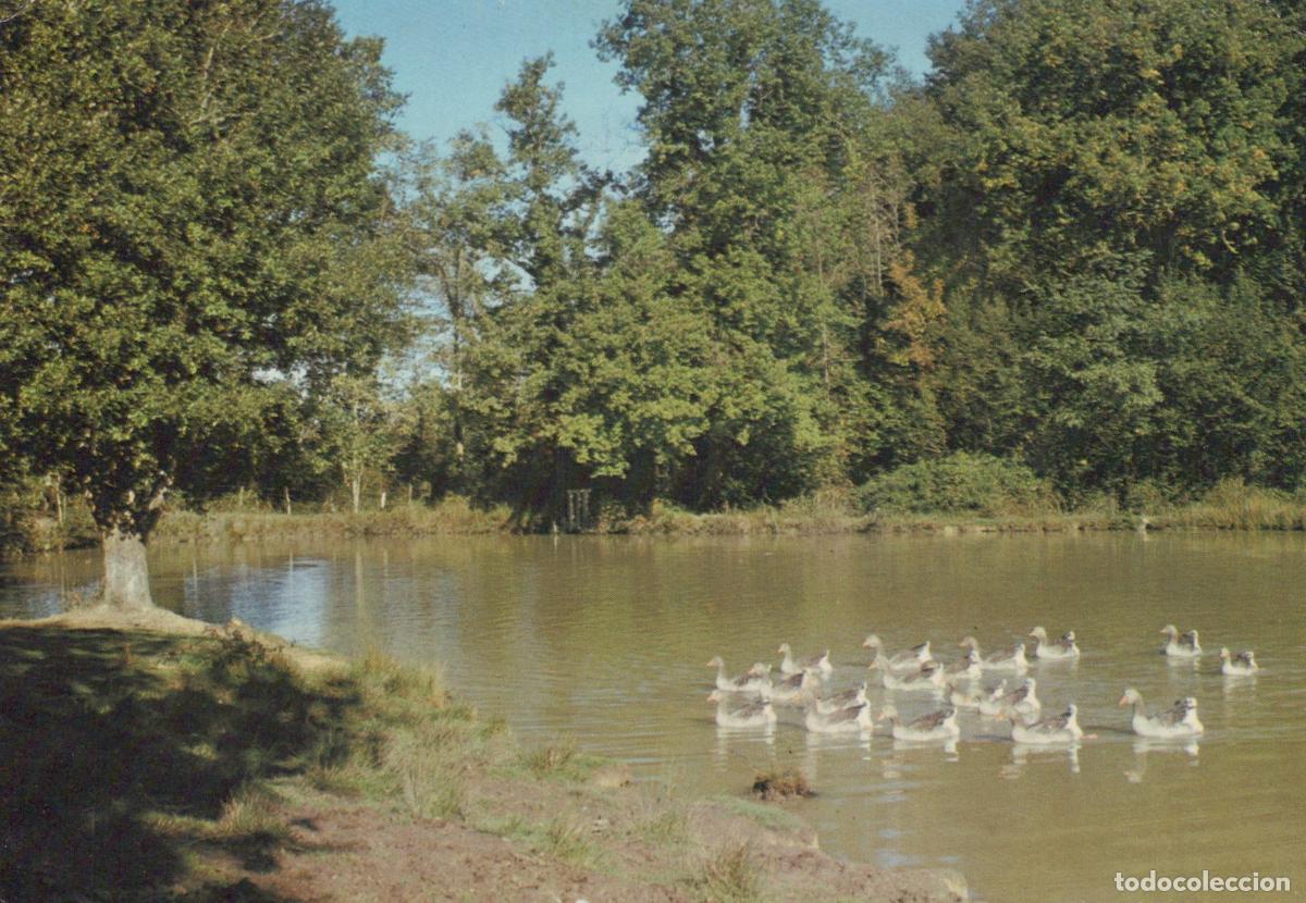 Cartoline: France Dordogne &Eacute;tangs Calmes Avec Oies Paysage Rural Post&eacute; *YAF022
