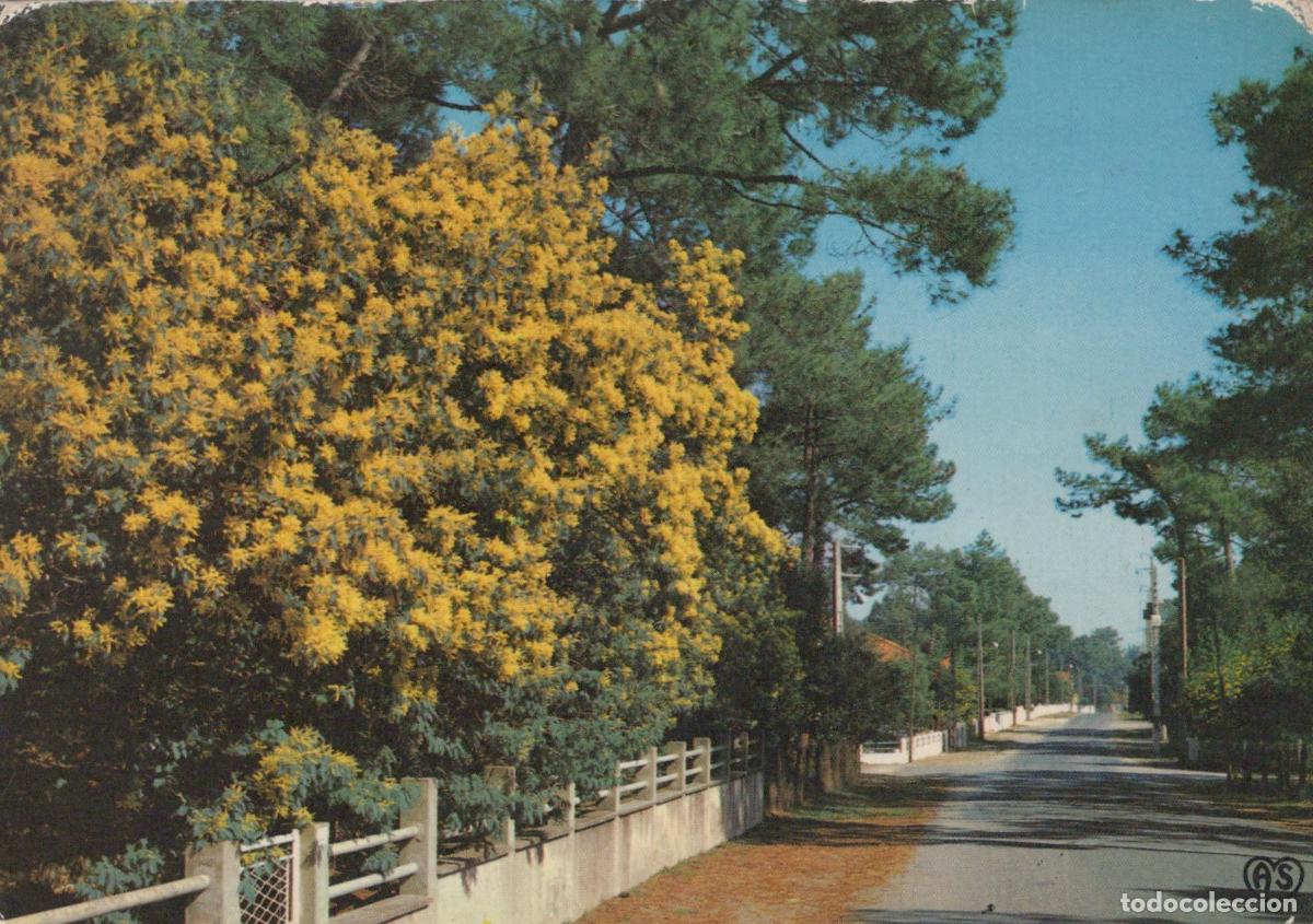 Cartes Postales: France Ile D Oleron Route Mimosas Fleurs *YAF118
