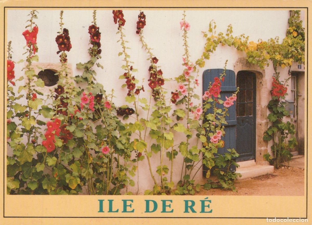 Cartes Postales: France Ile de R&eacute; Maison Fleurie Roses Tr&eacute;mi&egrave;res *YAF106