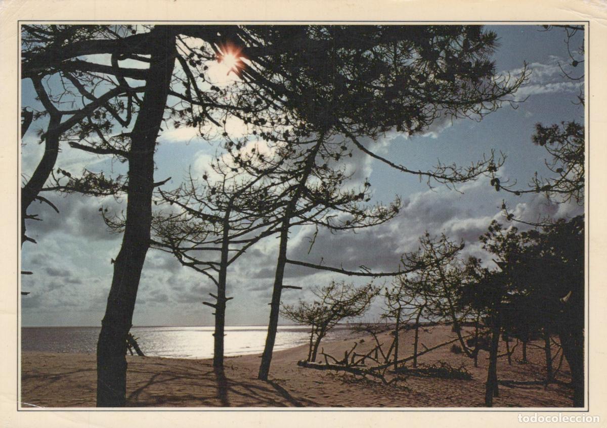 Postcards: France Royan Paysage C&ocirc;te Sauvage Pins Soleil *YAF121