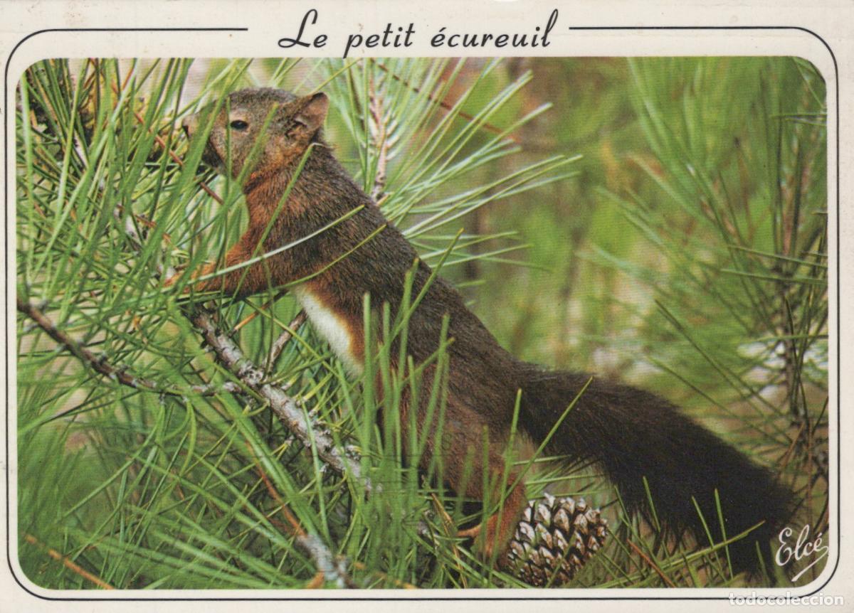 Cartes Postales: France Sanguinet &Eacute;cureuil Roux Dans For&ecirc;t Landaise *YAF297