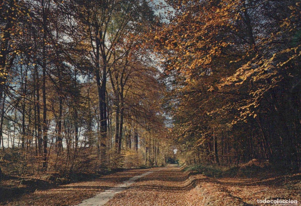 Cartes Postales: France Paysage D Automne Chemin Bois&eacute; Feuilles *YAF317