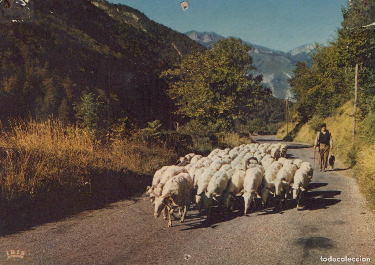 Postais: France Montagnes Berger Moutons Route *YAF305
