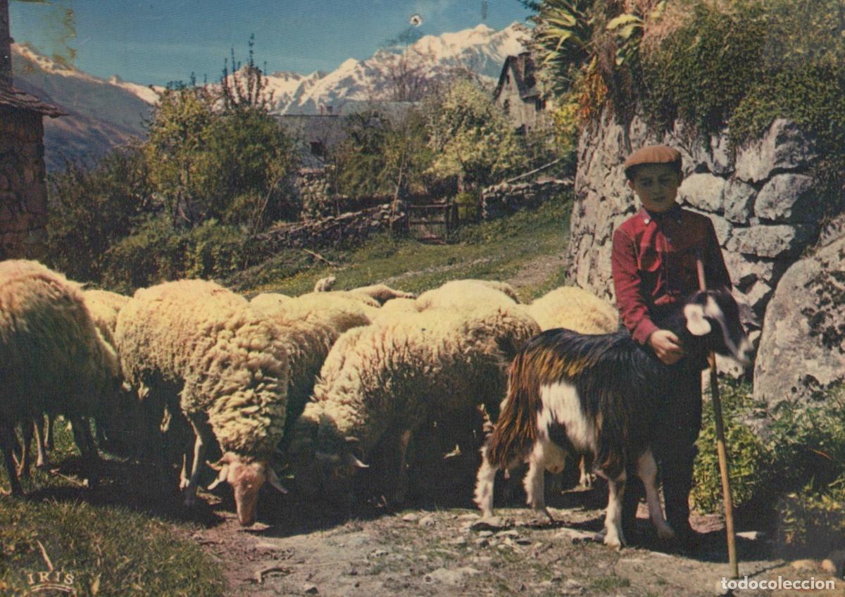 Postais: France Pyr&eacute;n&eacute;es Occitanie Sc&egrave;ne Pastorale Berger Ch&egrave;vre Moutons Paysage *YAF306
