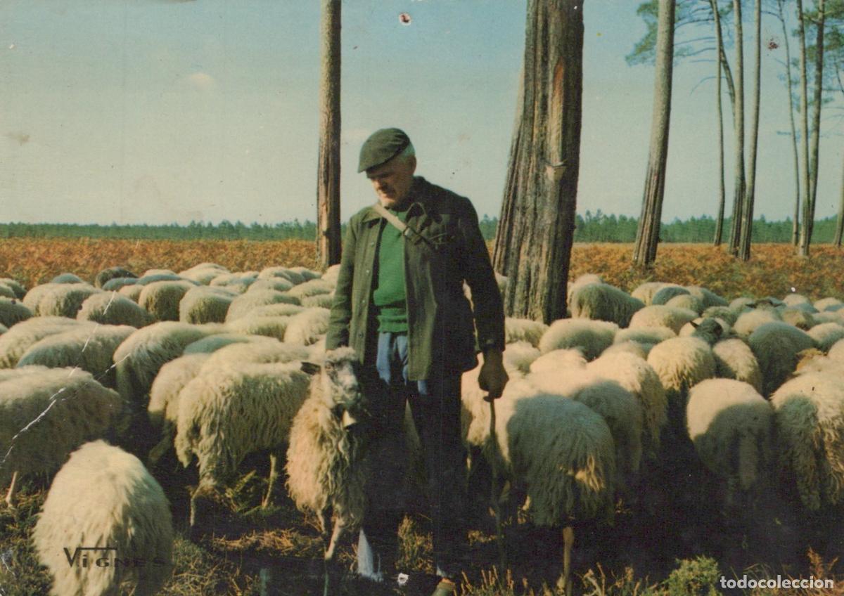 Postais: France Castets Berger et Moutons Sc&egrave;ne Pastorale des *YAF311