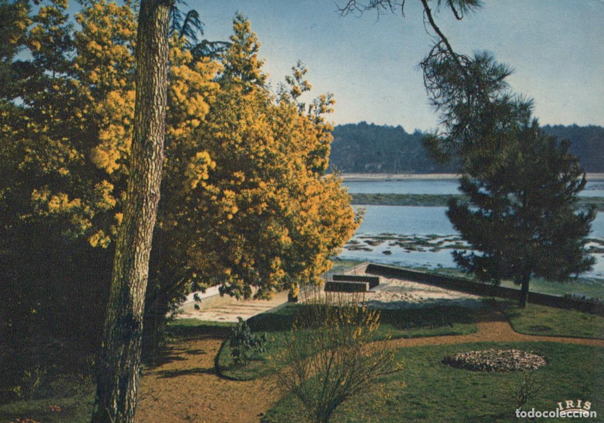 Postales: France Hossegor Landes Paysage Lacustre Mimosas en Fleurs Unposted *YAF554