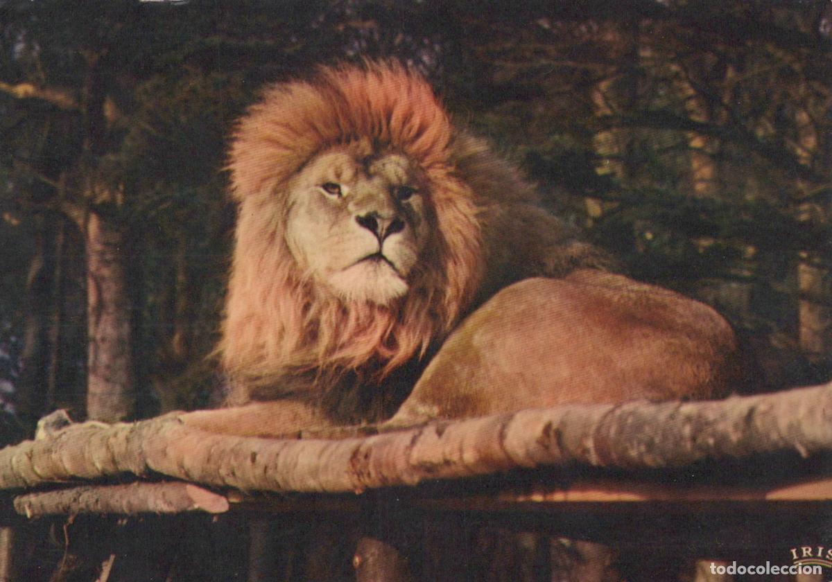 Postales: France Thoiry en Yvelines Lion R&eacute;serve Africaine *YAF417