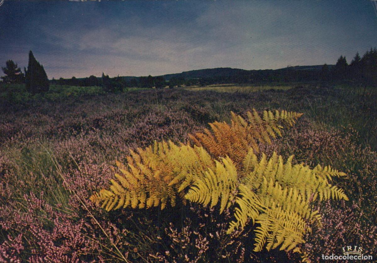 Postkarten: France Paysage de Bruy&egrave;re et Foug&egrave;res Nature Avec Correspondance *YAF703