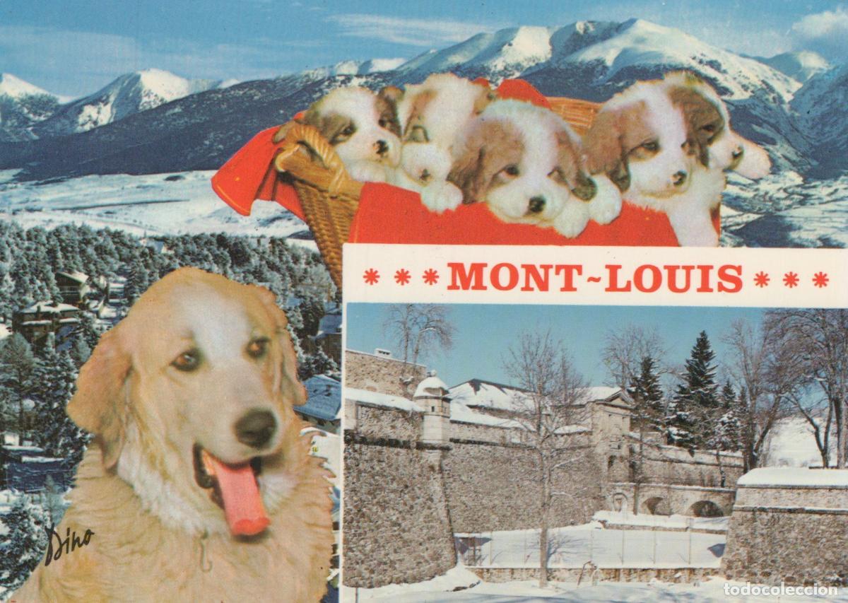 Postkarten: France Mont Louis Chiots St Bernard Fort Neige Hiver Unposted *YAF729