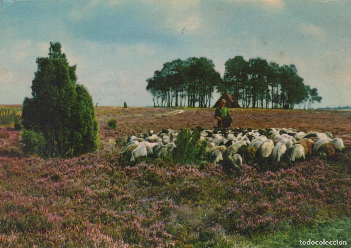 Postcards: France Heathland Landscape Sheep *YAF551