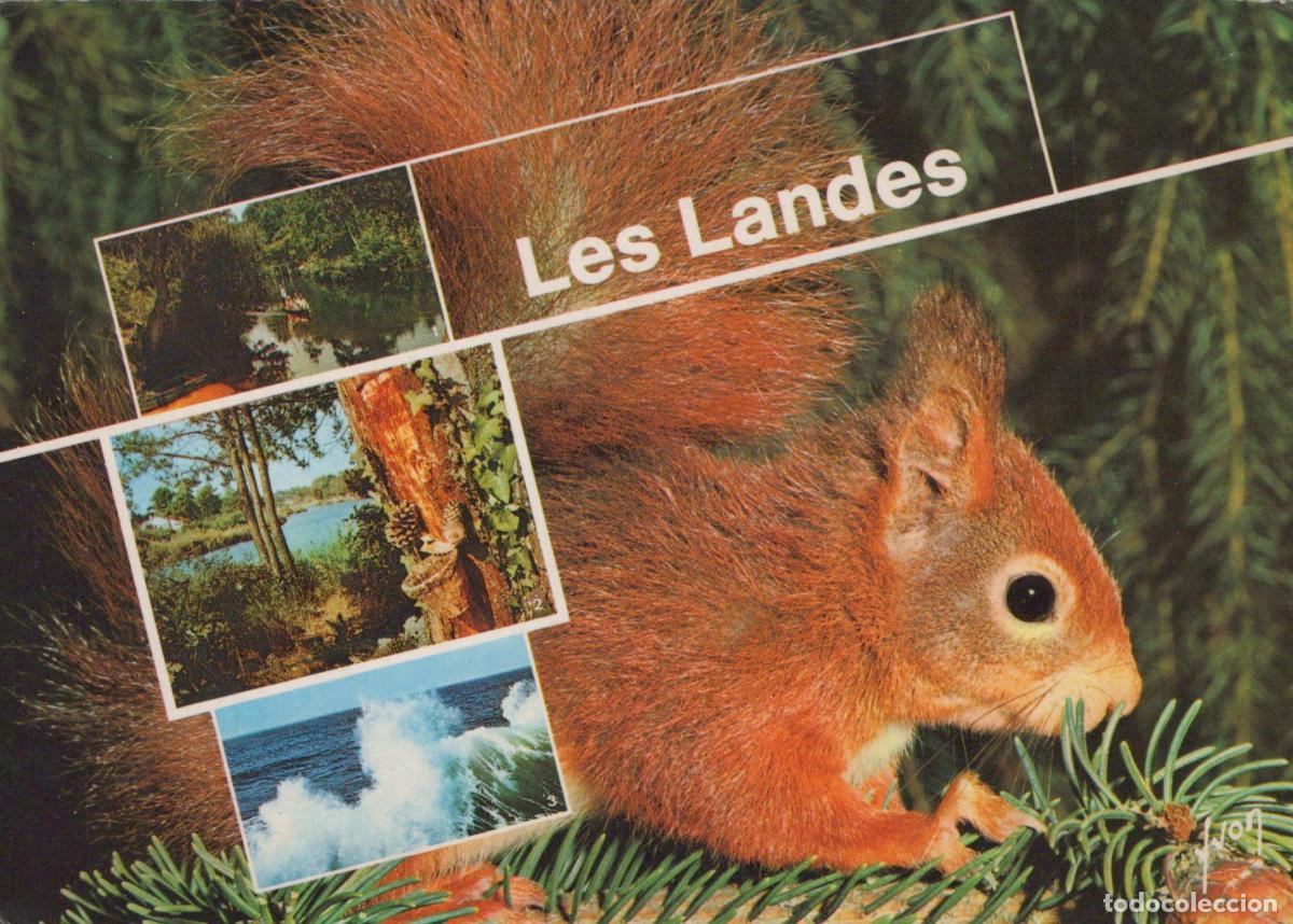 Postales: France Mont de Marsan &Eacute;cureuil Paysages Nature *YAF908