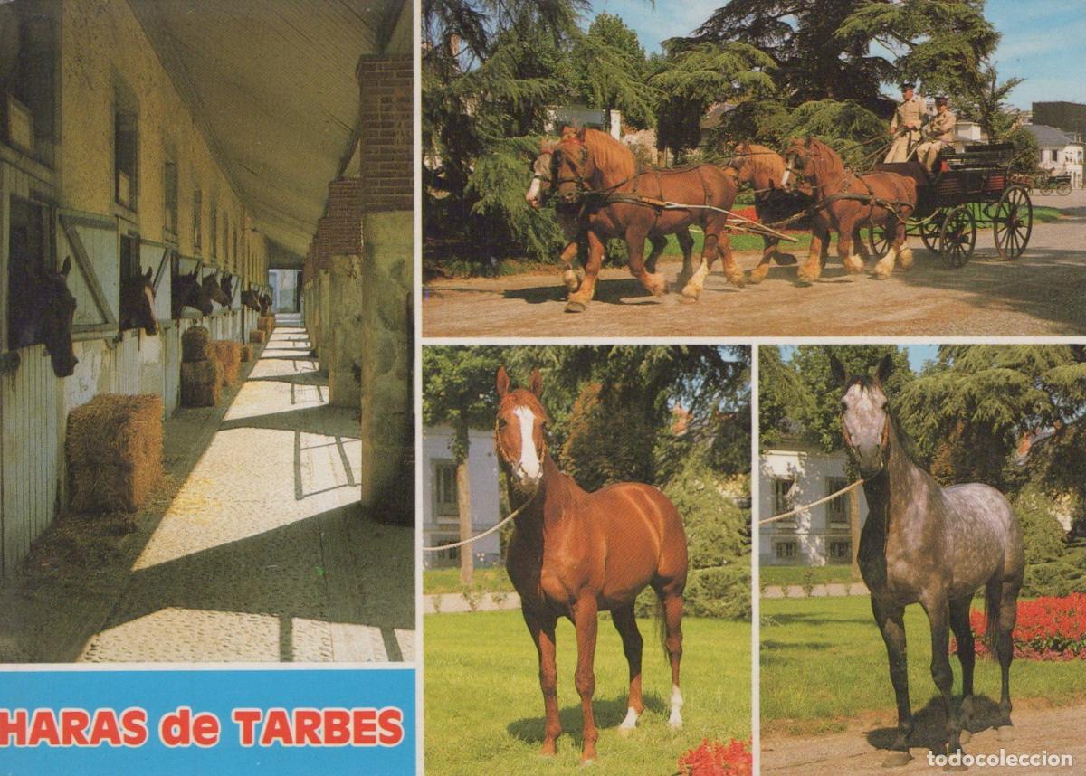 Postales: France Tarbes Haras National Chevaux &Eacute;curies Attelage Post&eacute;e *YAF909