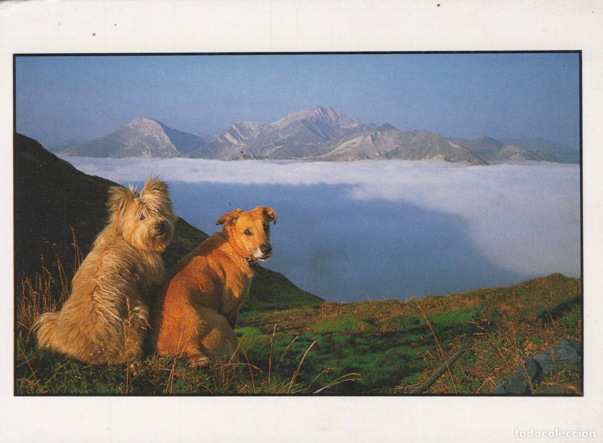 Postales: France Montagnes Chiens Paysage Nuages Post&eacute;e *YAF914