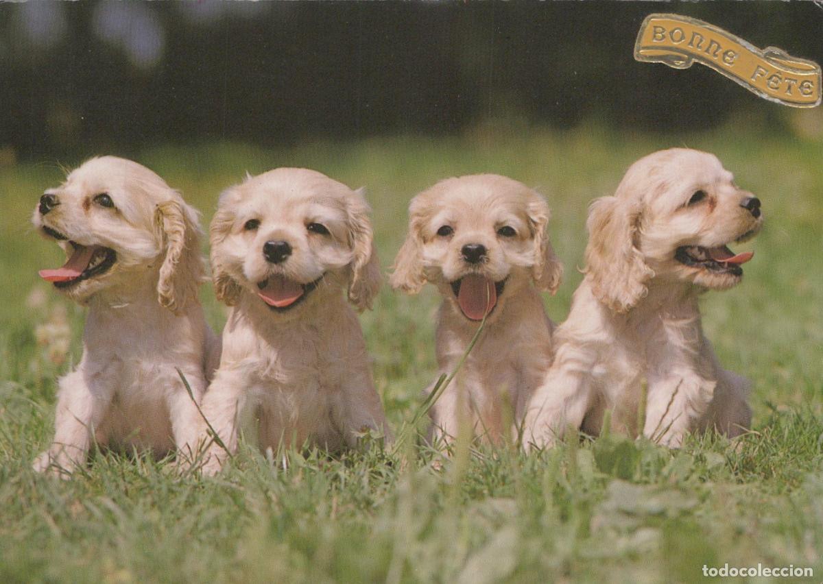 Postkarten: Suisse Chiots Animaux Quatre Adorables Chiots Bonne F&ecirc;te Message *YAF727