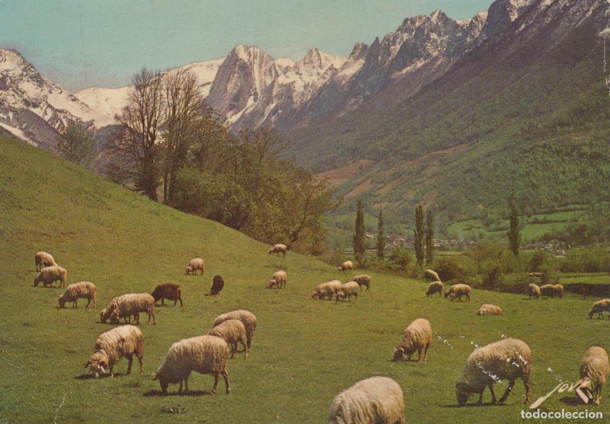 Cartoline: France Vall&eacute;e D Aspe Pyr&eacute;n&eacute;es Paysage Alpin Moutons Sommets Enneig&eacute;s *YAF775