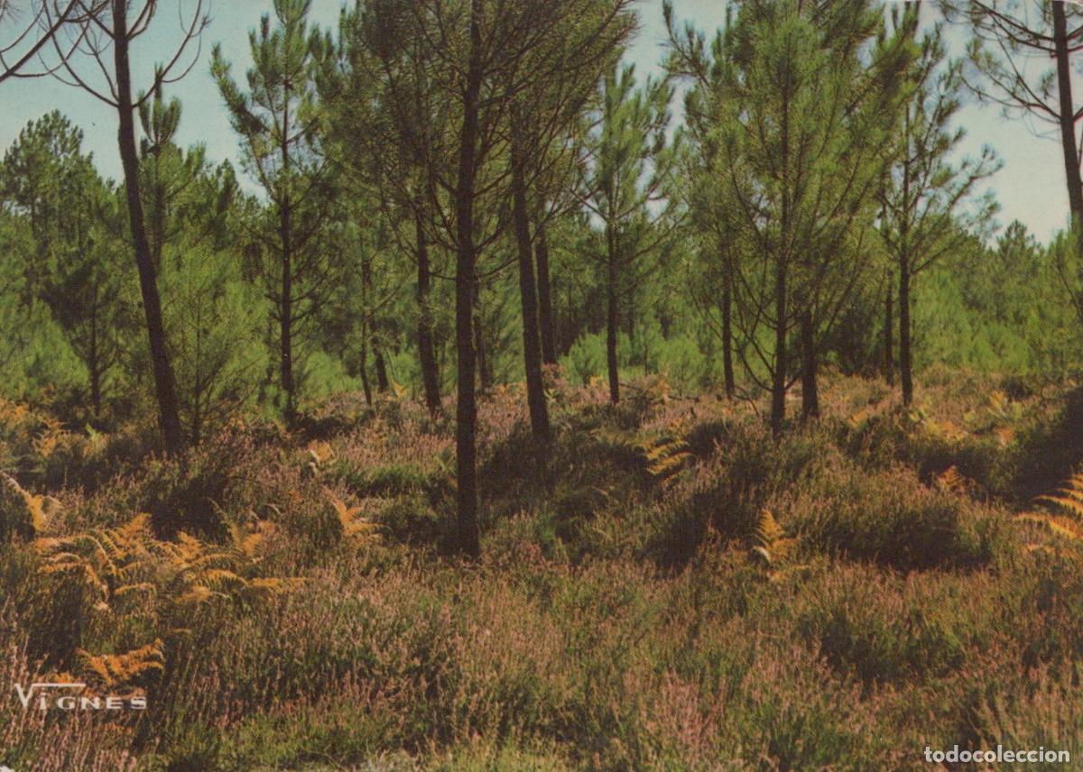 Postkarten: France Castets For&ecirc;t de Pins et Bruy&egrave;res Paysage Unposted *YAF795