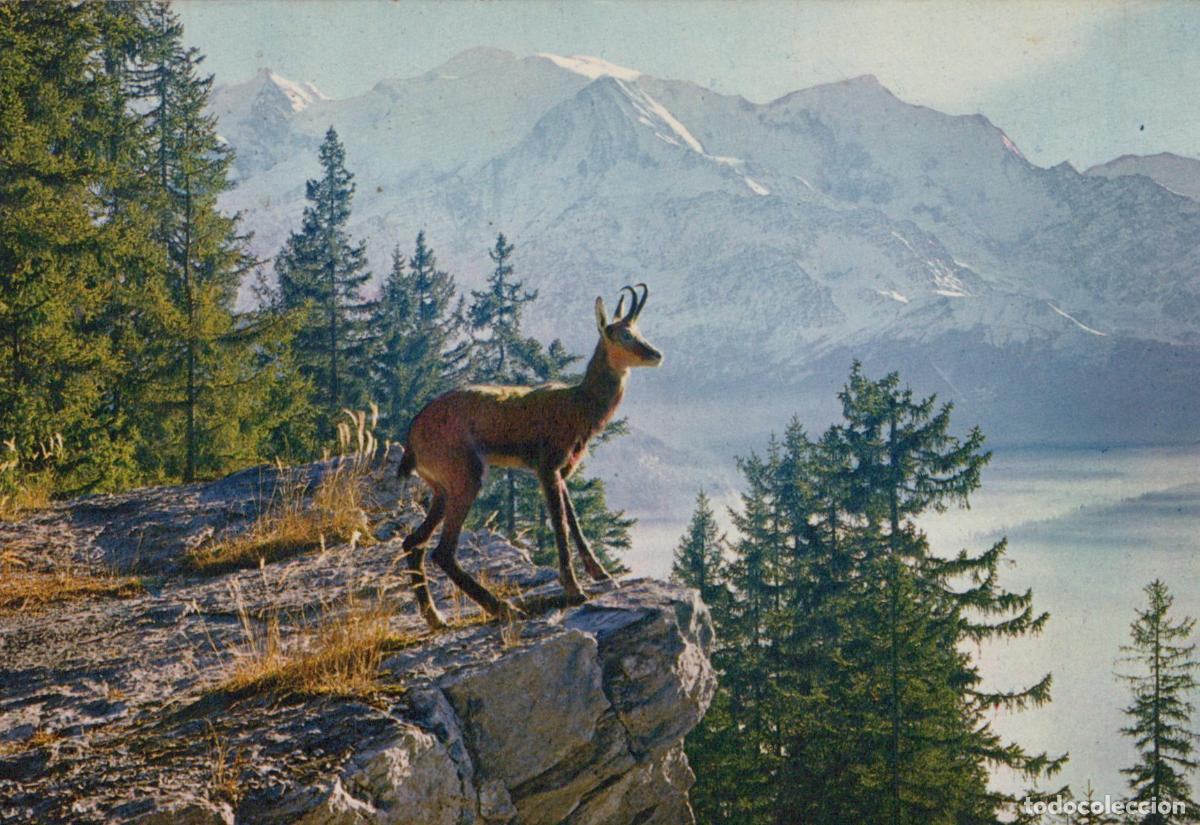 Postcards: France La Mongie Paysage Montagnard Avec Isard *YAF836