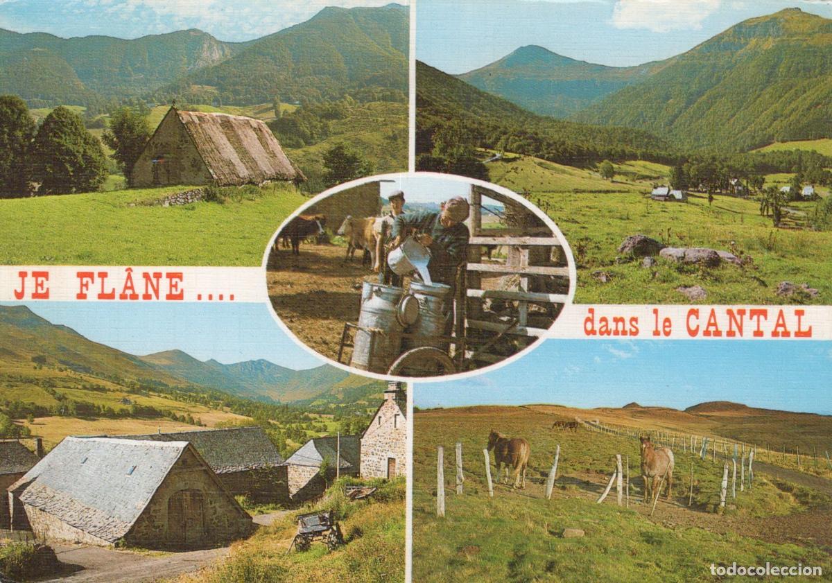 Postales: France Cantal Paysages Ruraux Fermes Vaches *YAF970