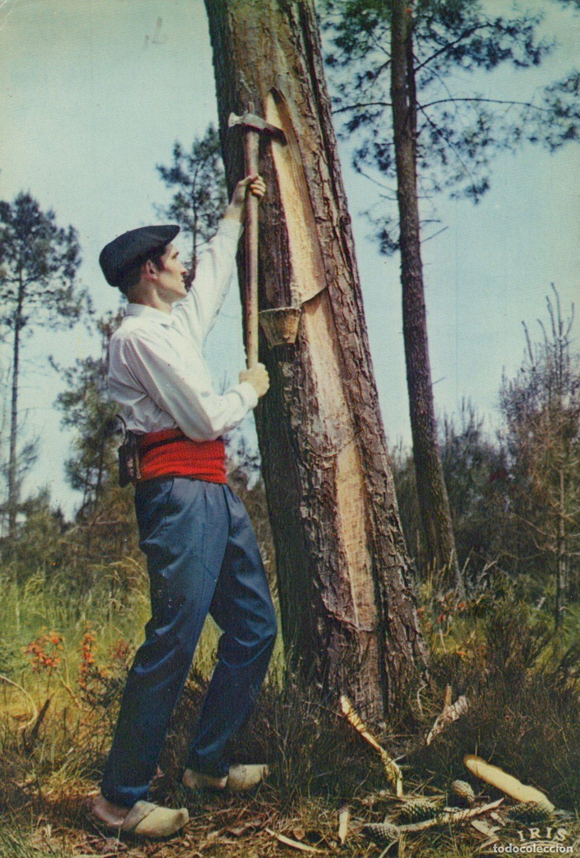 Cartoline: France Landes Resin Worker Forest *YAG031