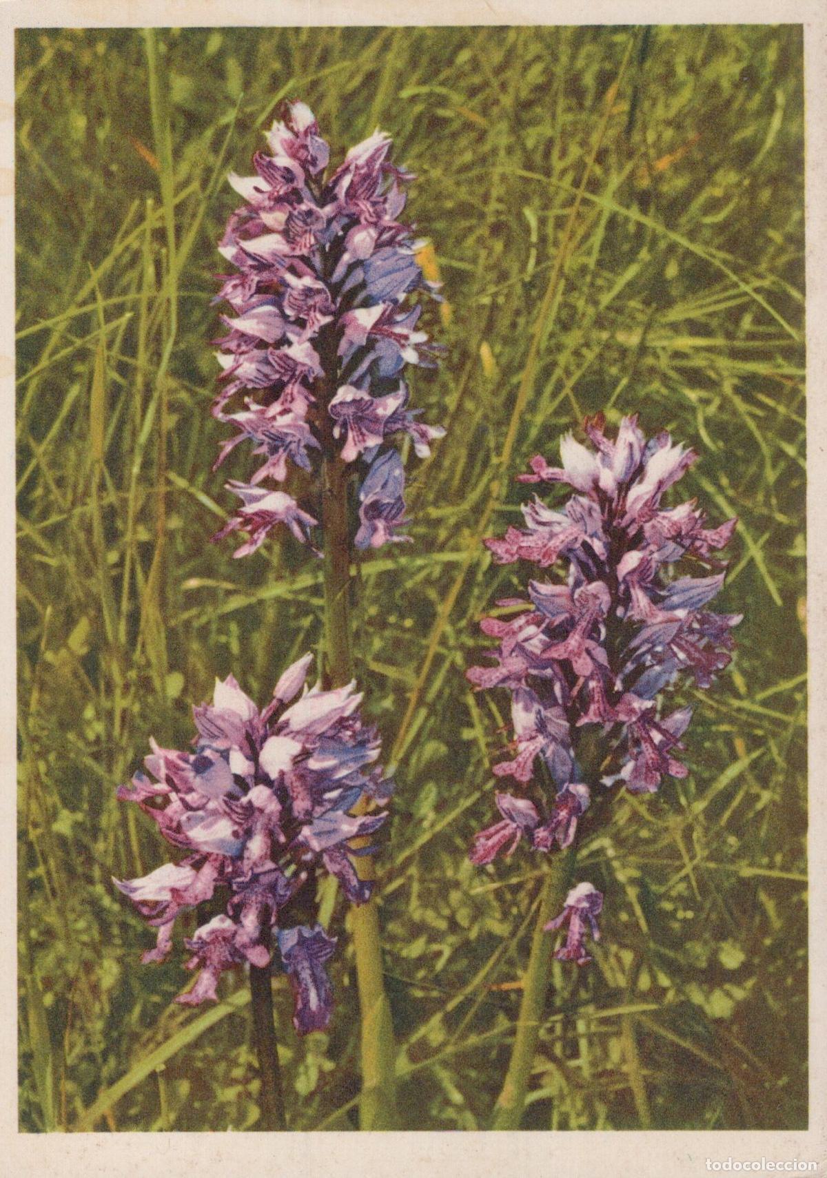 Postais: Flowers Orchids Botanical *YAG066