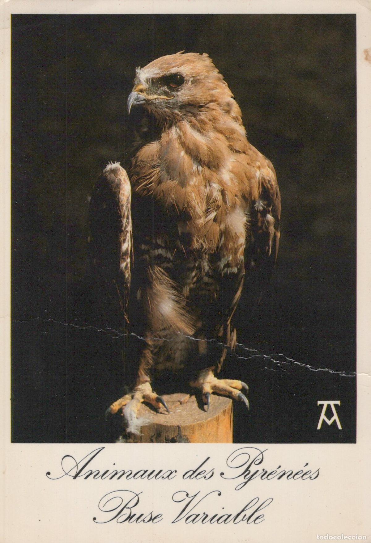 Postais: France Pau Buse Variable Sauvage du Donjon des Aigles *YAG146