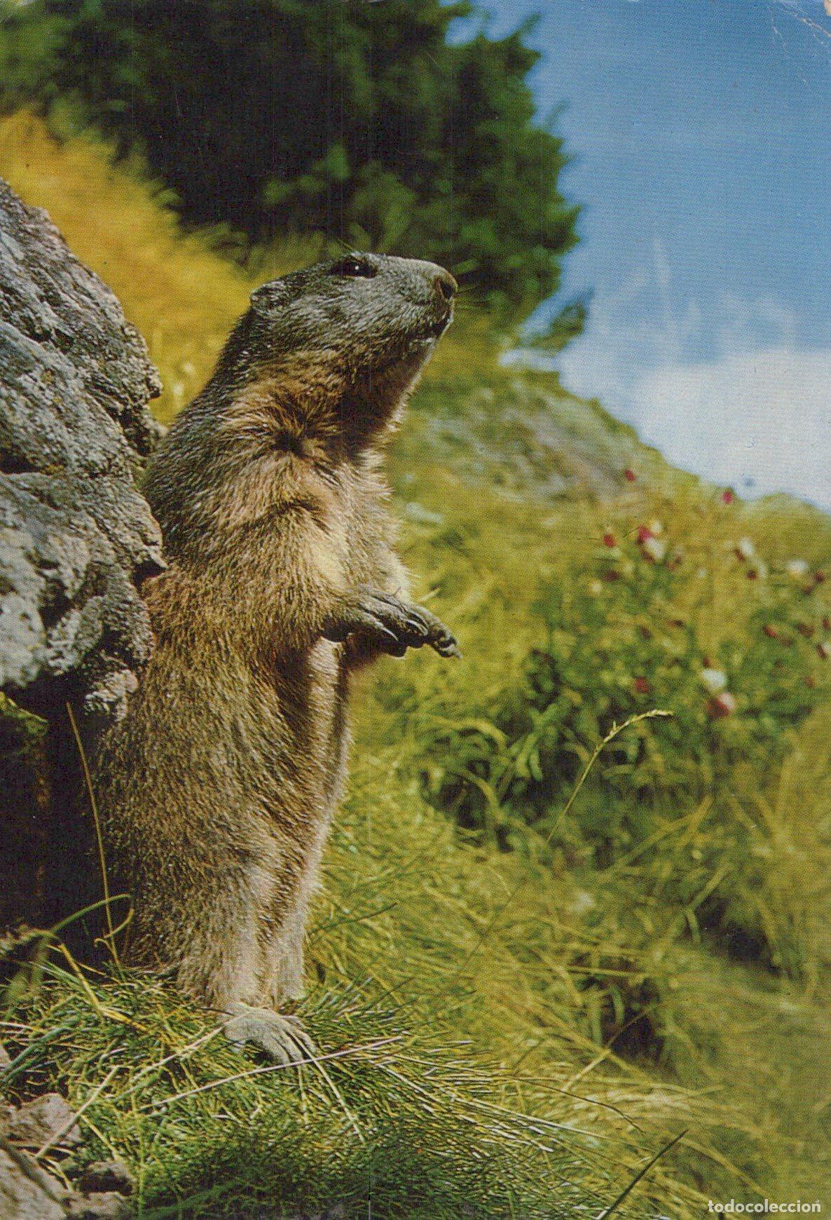 Postais: Suisse Engadin Marmotte Alpine Faune Sauvage Habitat Naturel *YAG105