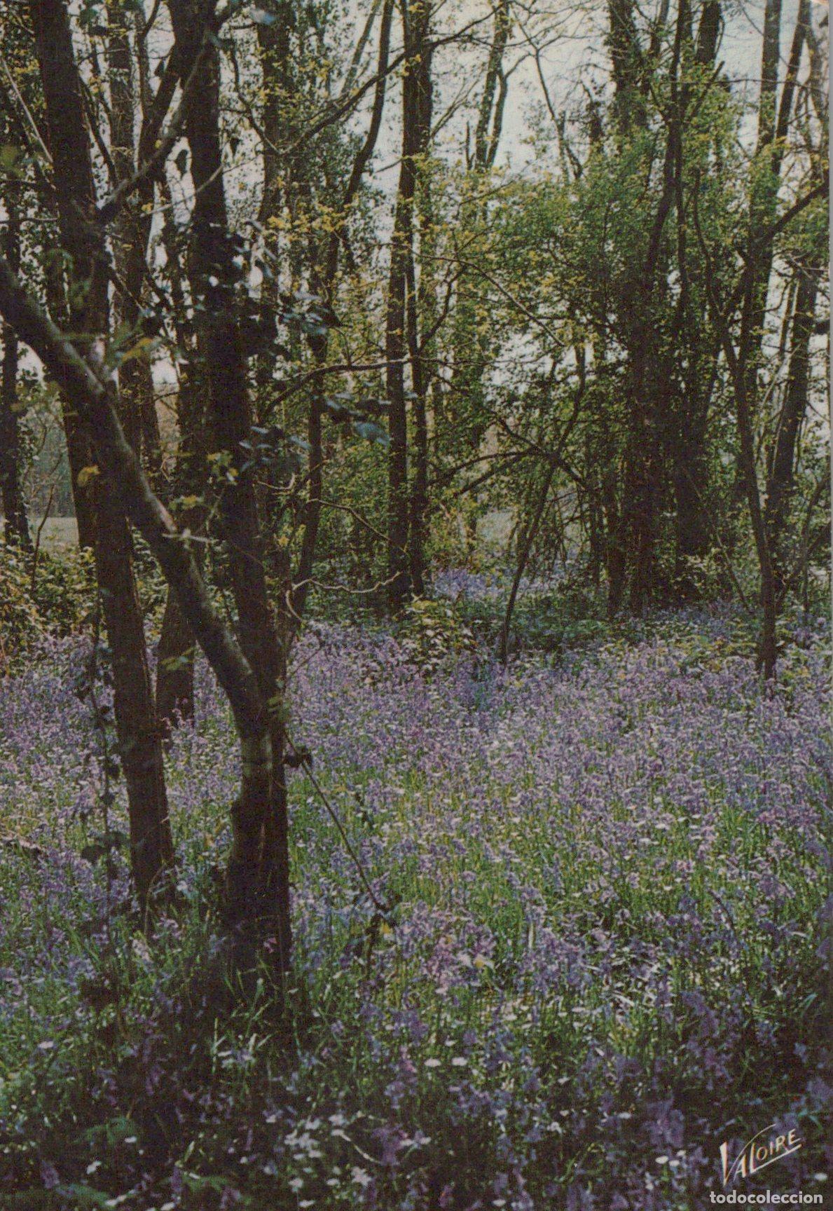 Postais: France Sologne Paysage For&ecirc;t Fleurs Sauvages Printani&egrave;res *YAG187