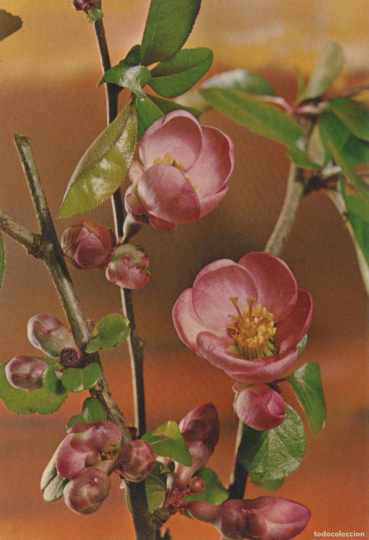 Postais: Italia Fiori Rosa DI Chaenomeles in Primavera Cartolina Unposted *YAG147
