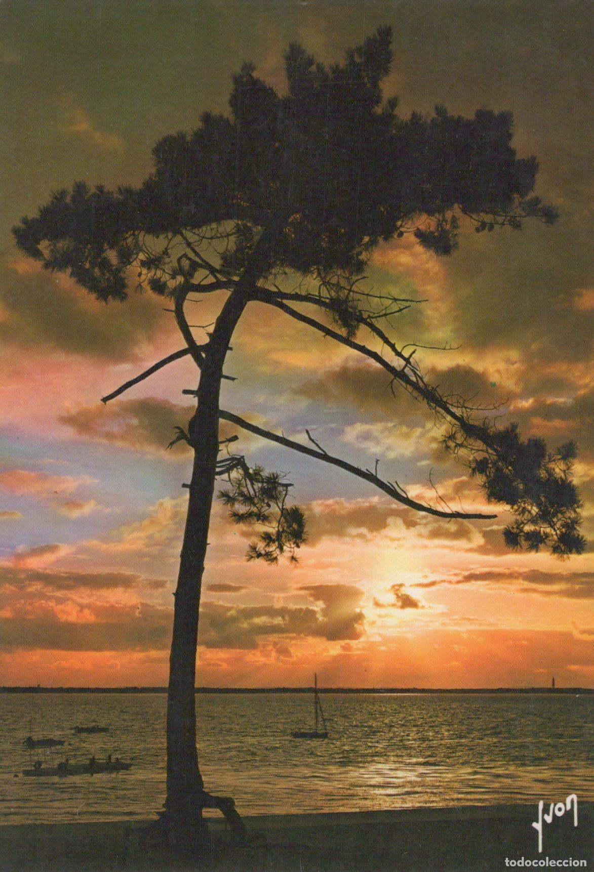 Postais: France Gujan Mestras Pin Solitaire Coucher Soleil Bassin Arcachon *YAG241