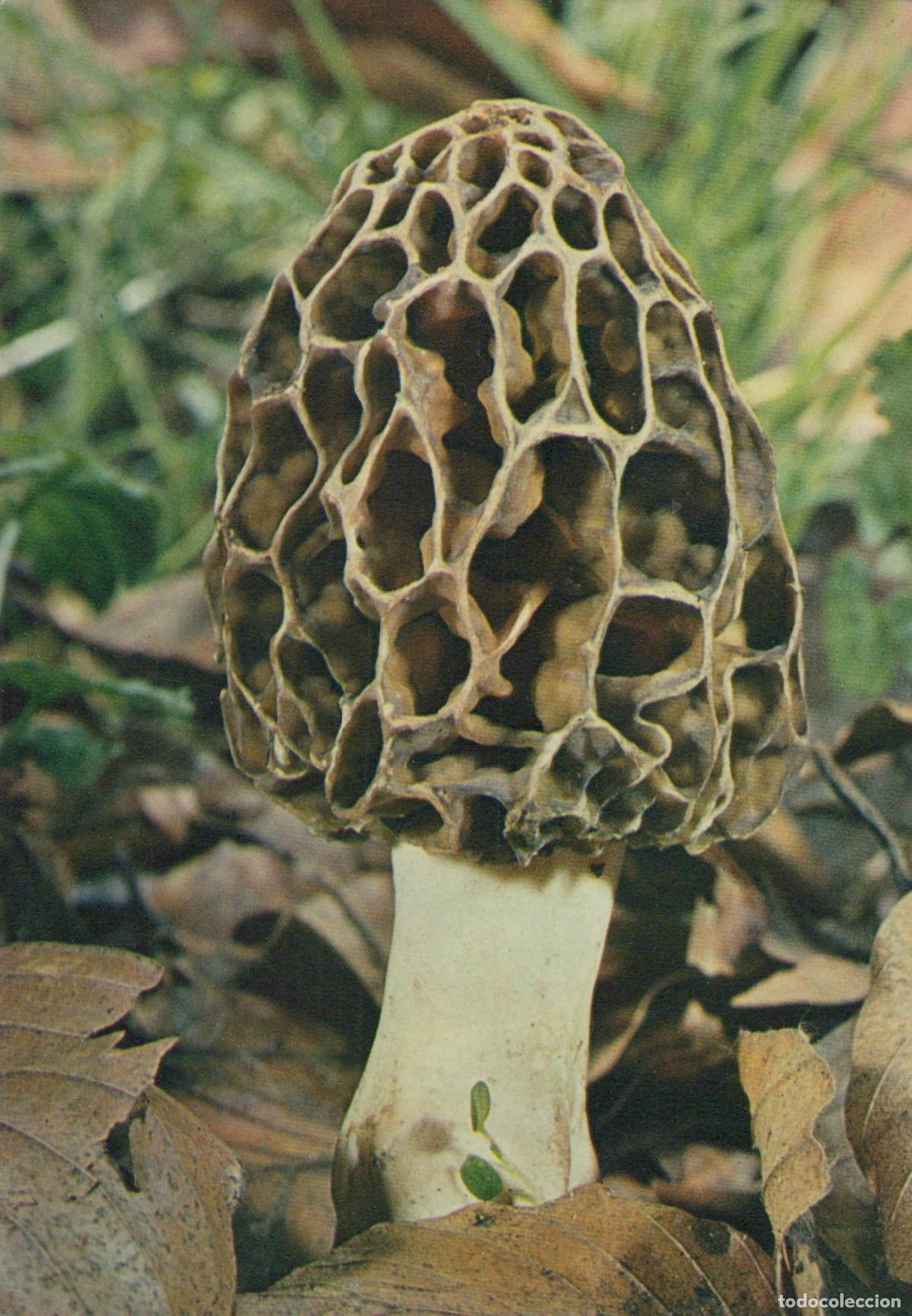 Cartes Postales: France Paris &Icirc;le de Morille Commune Champignon Comestible Unposted *YAG150