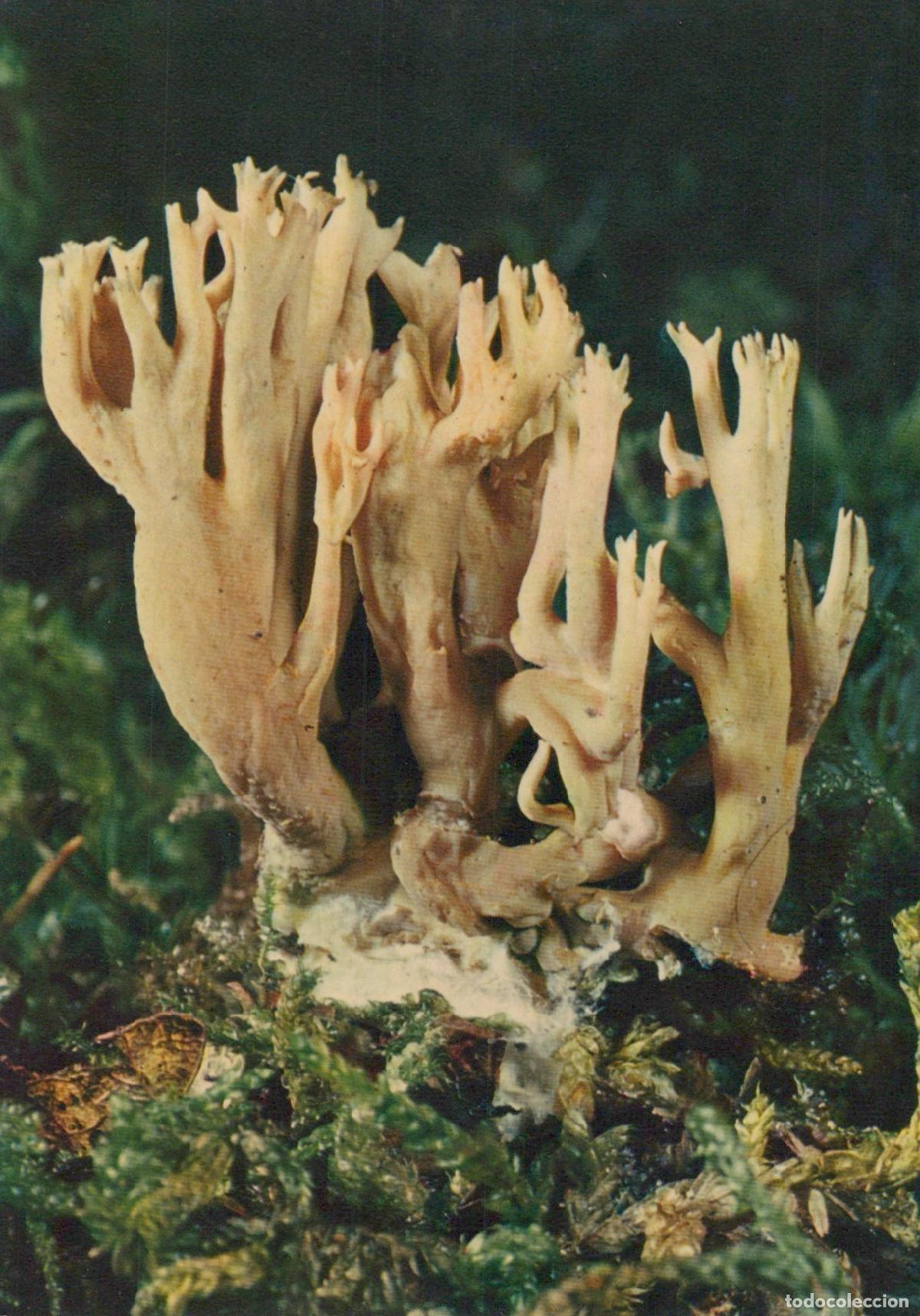 Postcards: France Paris &Icirc;le de Champignon Corail Clavaire Jaune Naturel Unposted *YAG149