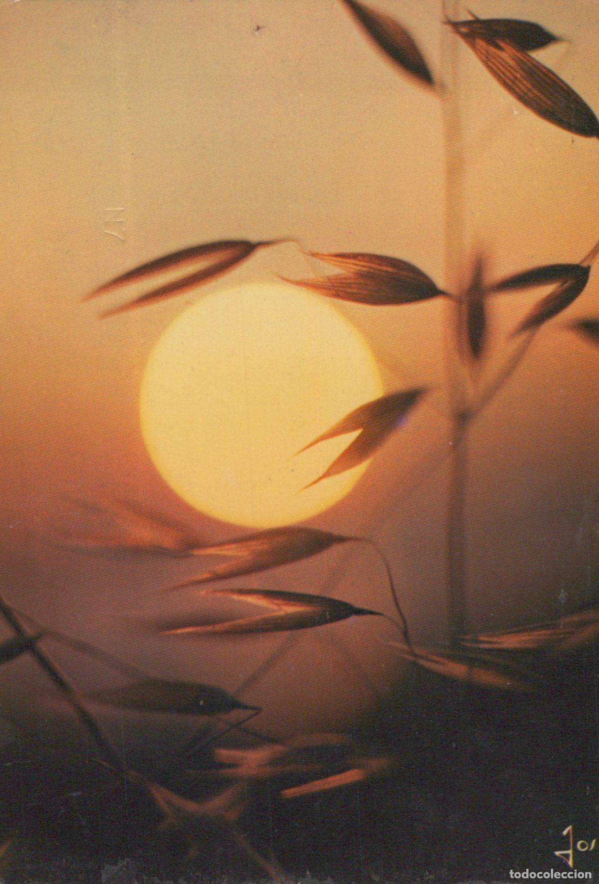 Cartes Postales: France Ch&acirc;teaulin Coucher de Soleil Estival &Eacute;pis de Bl&eacute; *YAG188