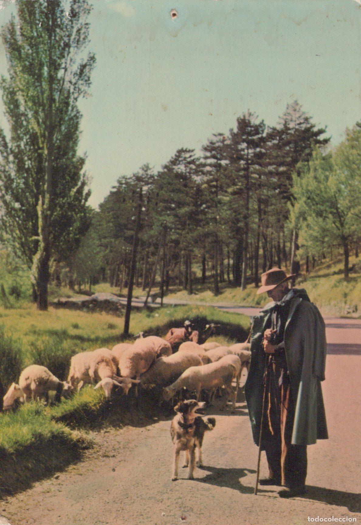 Cartes Postales: France Campagne Sc&egrave;ne Pastorale Berger Moutons Chien *YAG207