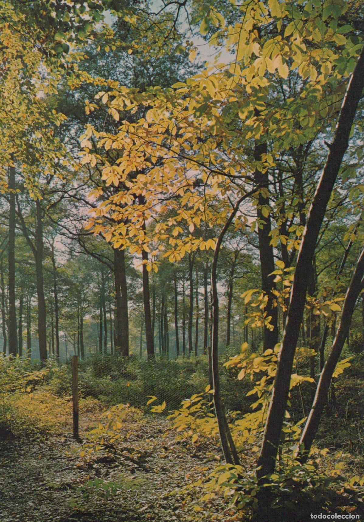 Postkarten: France Avessac For&ecirc;t D Automne Un Petit Coin de Paradis *YAG388