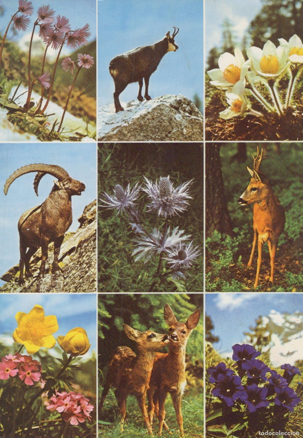 Postales: Suisse Samedan Engadin Grisons Flore et Faune Alpines Animaux et Fleurs *YAG420