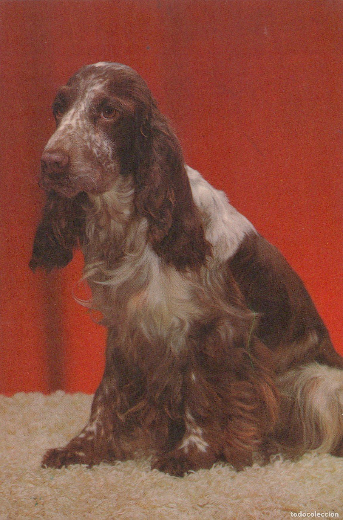 Postais: Espa&ntilde;a Barcelona Catalu&ntilde;a Perro Cocker Spaniel Roano Unposted *YAG443