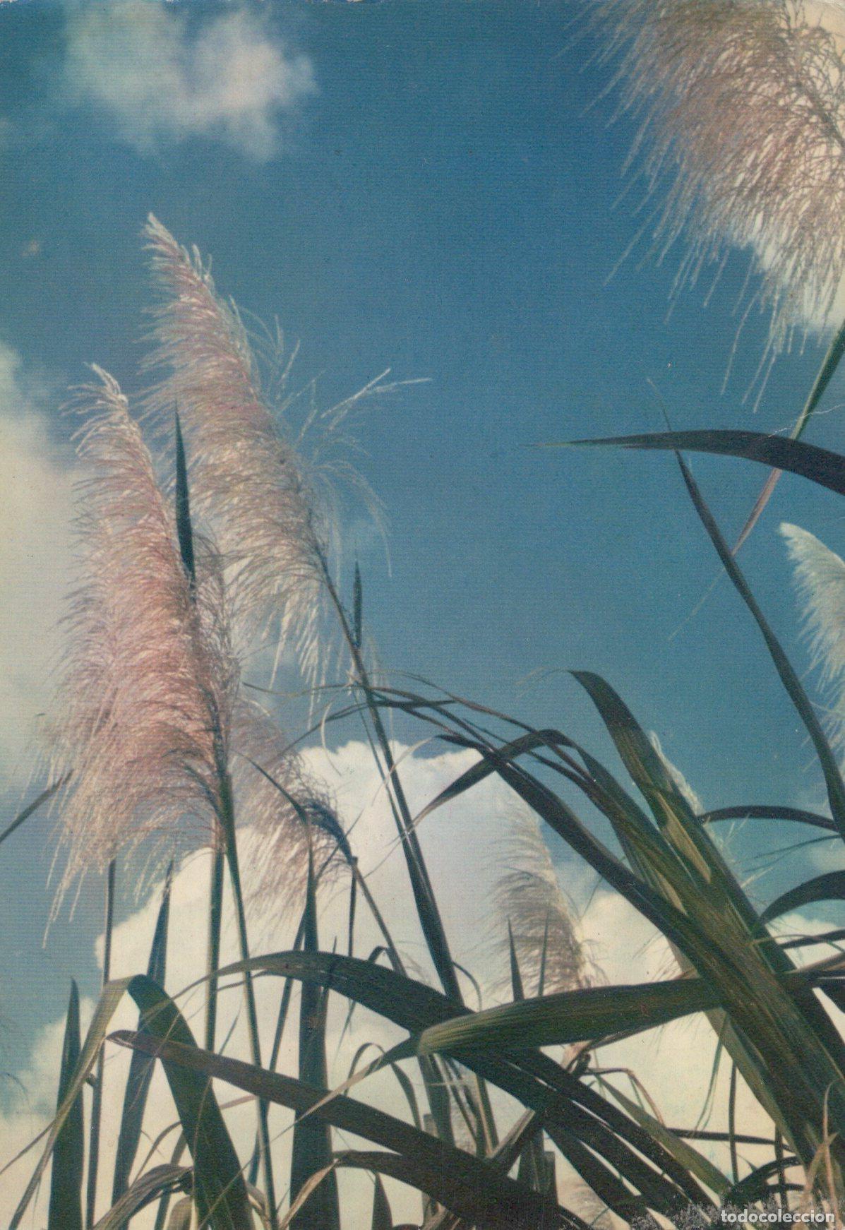 Postcards: France Cara&iuml;bes Fleurs Canne &Agrave; Sucre Paysage Tropical Unposted *YAG382