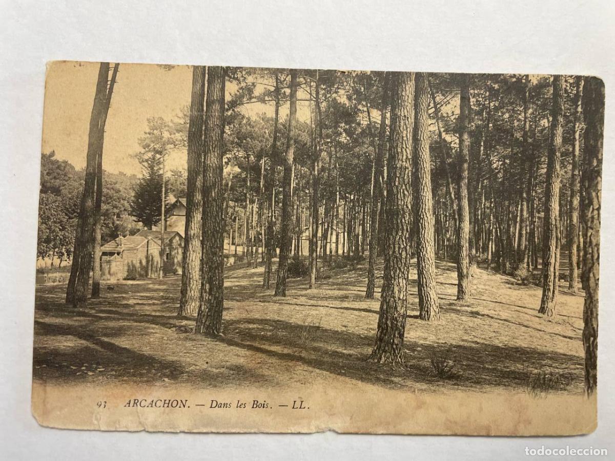 Postkarten: France Arcachon Paysage Forestier de Pins Maritimes *YAG575