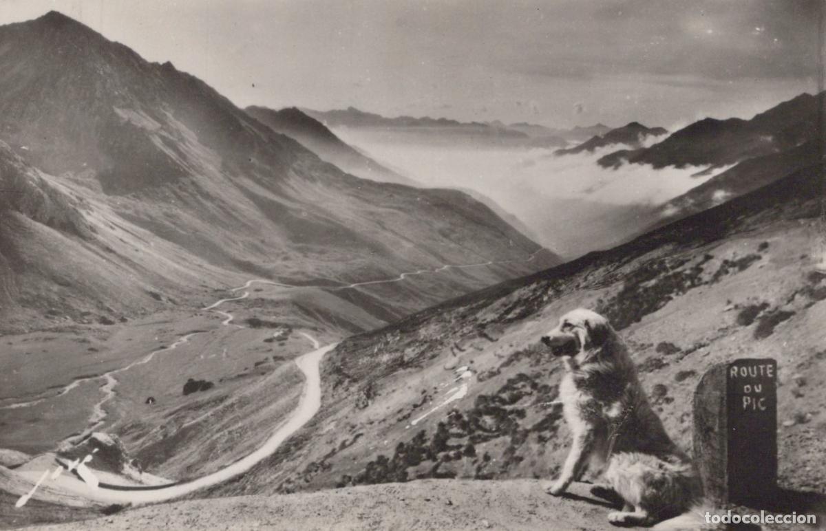 Cartes Postales: Pyrenees Mountains Col du Tourmalet winding road with dog and signpost *YAG607