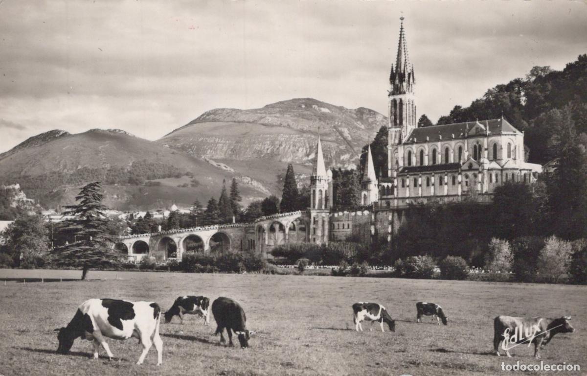 Cartoline: Lourdes Basilica and Pic du Jer with Cows in Foreground *YAG862