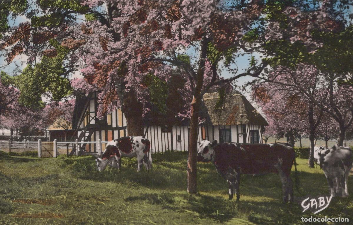 Postales: France Campagne Normande Ferme Vaches Pommiers Fleurs Paysage *YAG957