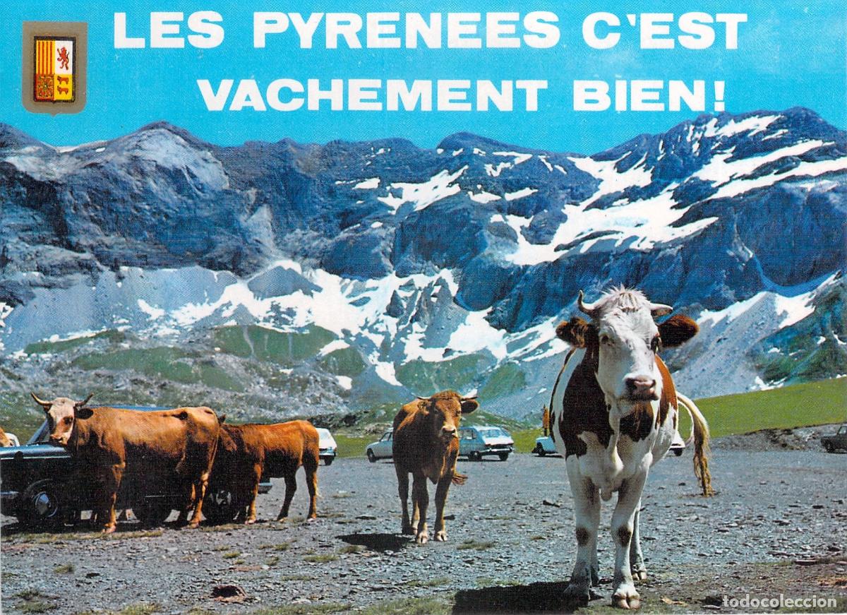 Postales: Postal de los Pirineos Circo de Troumouse con Vacas